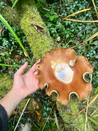 a person holding a mushroom in the forest